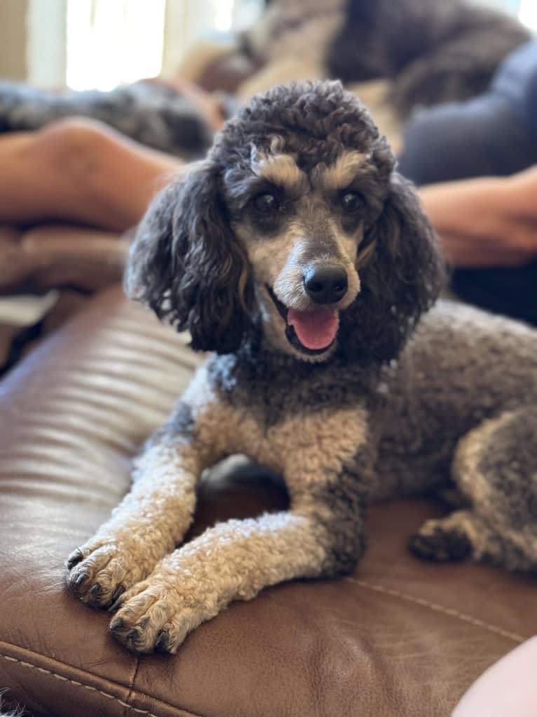 Madilyn, a Poodle tested with EmbarkVet.com