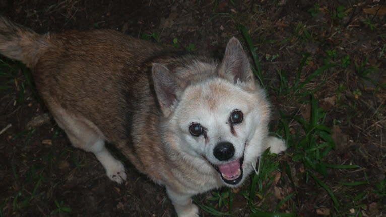 Lassie, a Pomeranian and Rat Terrier mix tested with EmbarkVet.com