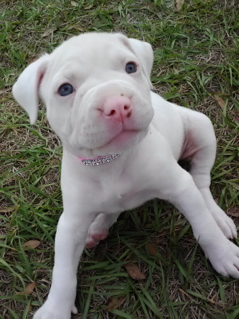 Storm, an American Bulldog tested with EmbarkVet.com