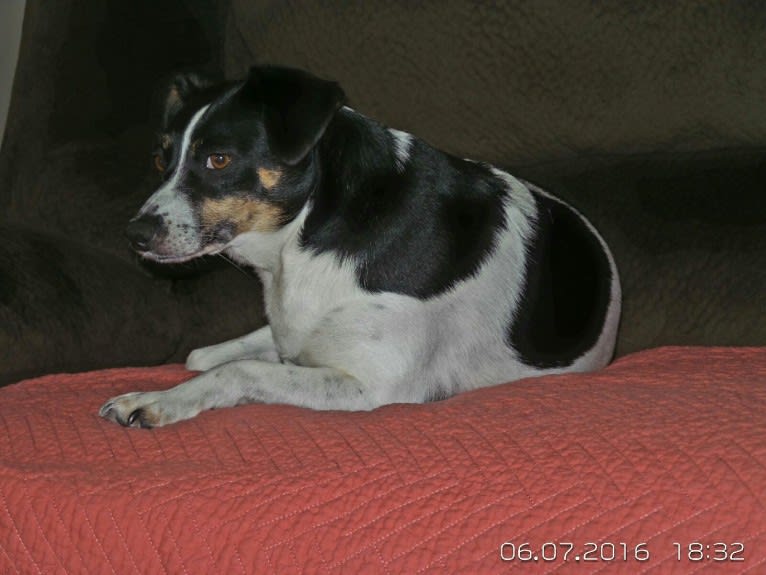 Photo of Lucy Lou, a Russell-type Terrier, Miniature Pinscher, Rottweiler, and Mixed mix in London, KY, USA