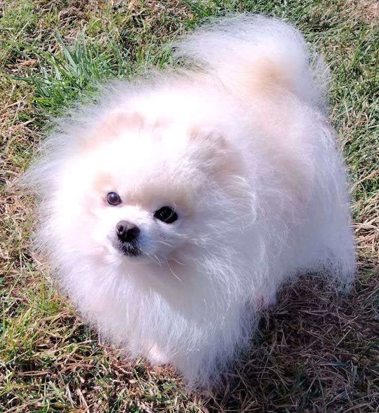 Avalanche, a Pomeranian tested with EmbarkVet.com