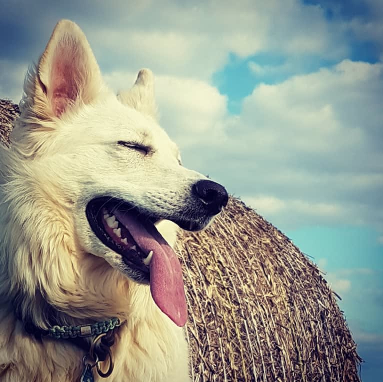 Tinkabell, a White Shepherd tested with EmbarkVet.com