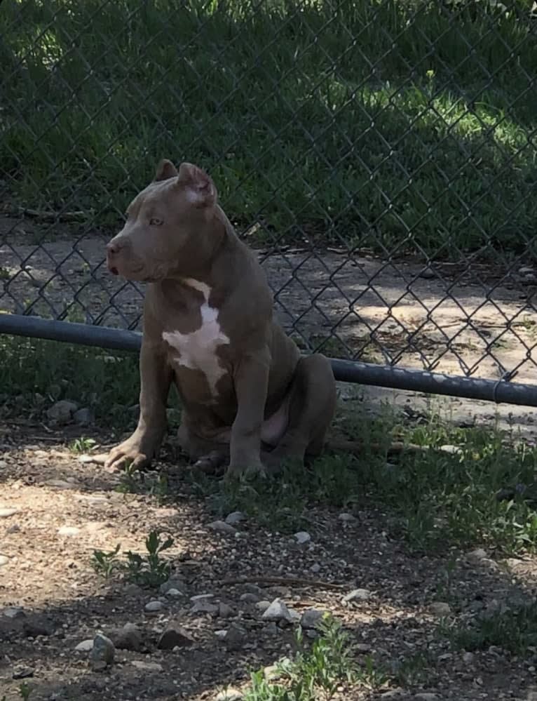 Teally, an American Bully tested with EmbarkVet.com