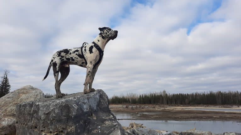 Photo of Moose, a Great Dane, American Bulldog, and American Bully mix in Barrhead, AB, Canada