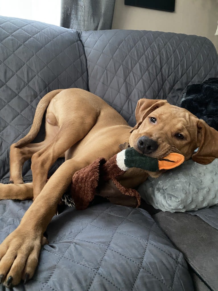 Murphy, a Pointer and Labrador Retriever mix tested with EmbarkVet.com