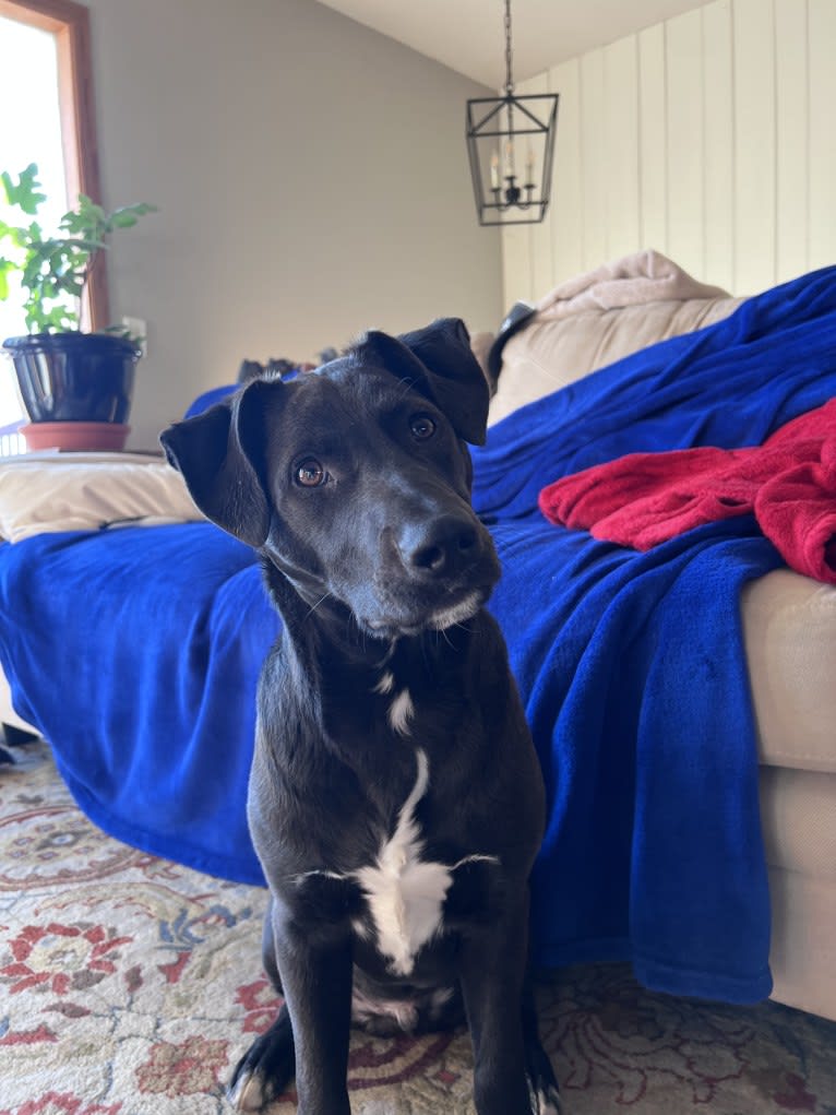 Poza, an American Pit Bull Terrier and Australian Cattle Dog mix tested with EmbarkVet.com