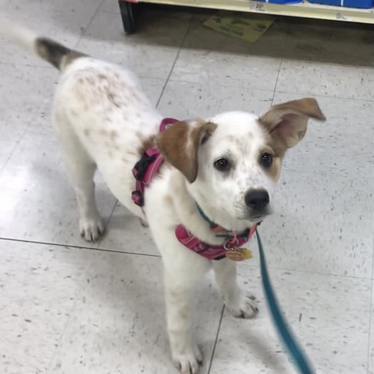 Millie, an Australian Cattle Dog and Great Pyrenees mix tested with EmbarkVet.com