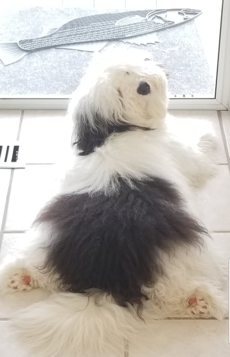 Bear, a Bernedoodle tested with EmbarkVet.com