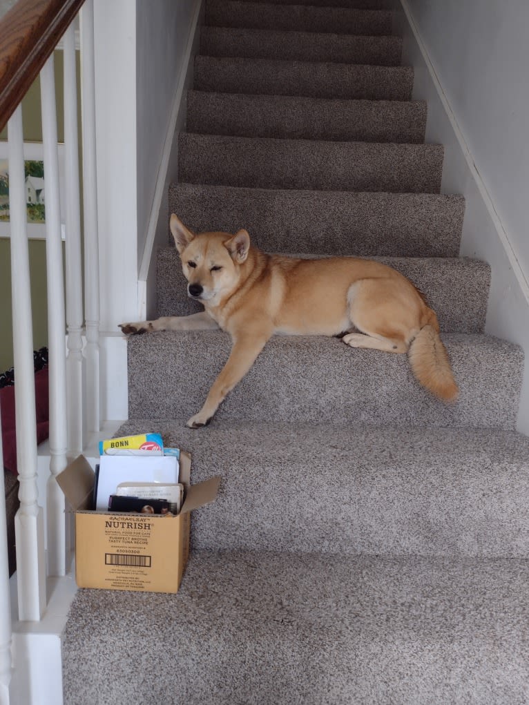 Molly Swisher, a Vietnamese Village Dog tested with EmbarkVet.com