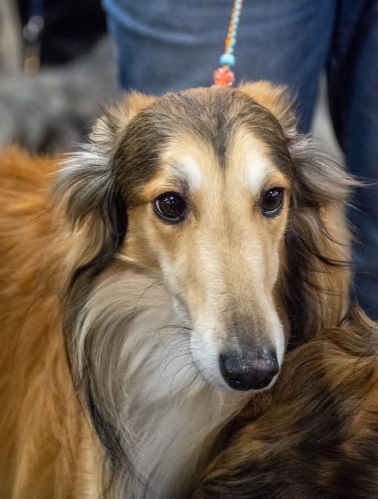 Flynn, a Silken Windhound tested with EmbarkVet.com