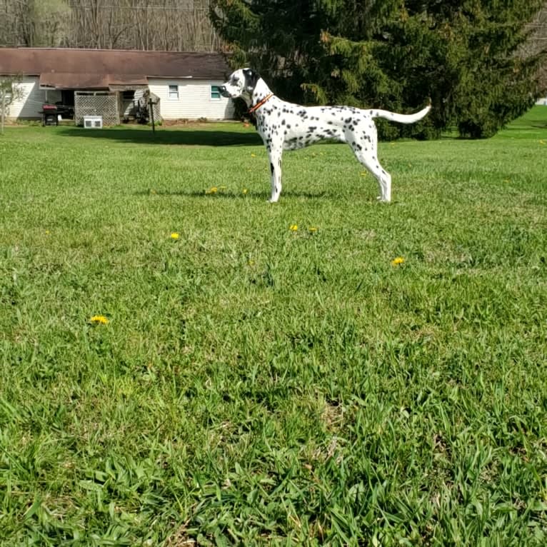 Firefly, a Dalmatian tested with EmbarkVet.com