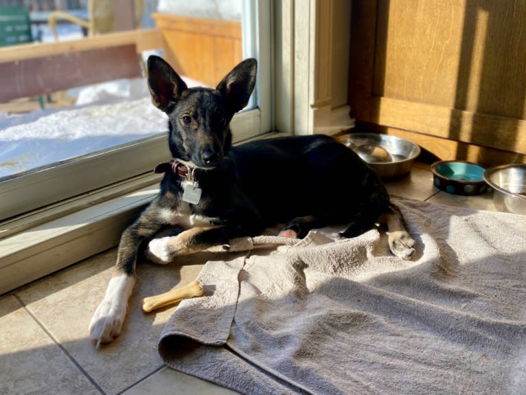 Noukie, an Alaskan-type Husky tested with EmbarkVet.com