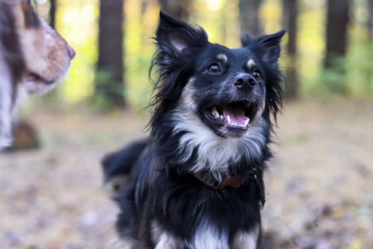 Cooper, an English Shepherd and Pomeranian mix tested with EmbarkVet.com