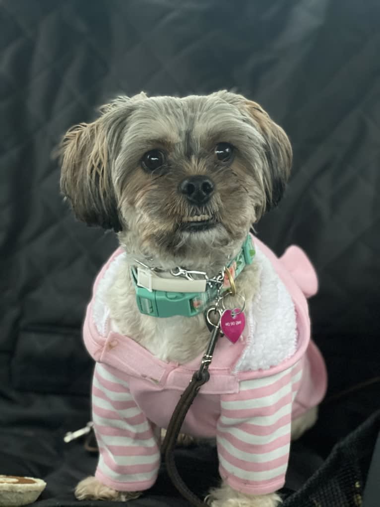 Ginger, a Shih Tzu and Yorkshire Terrier mix tested with EmbarkVet.com