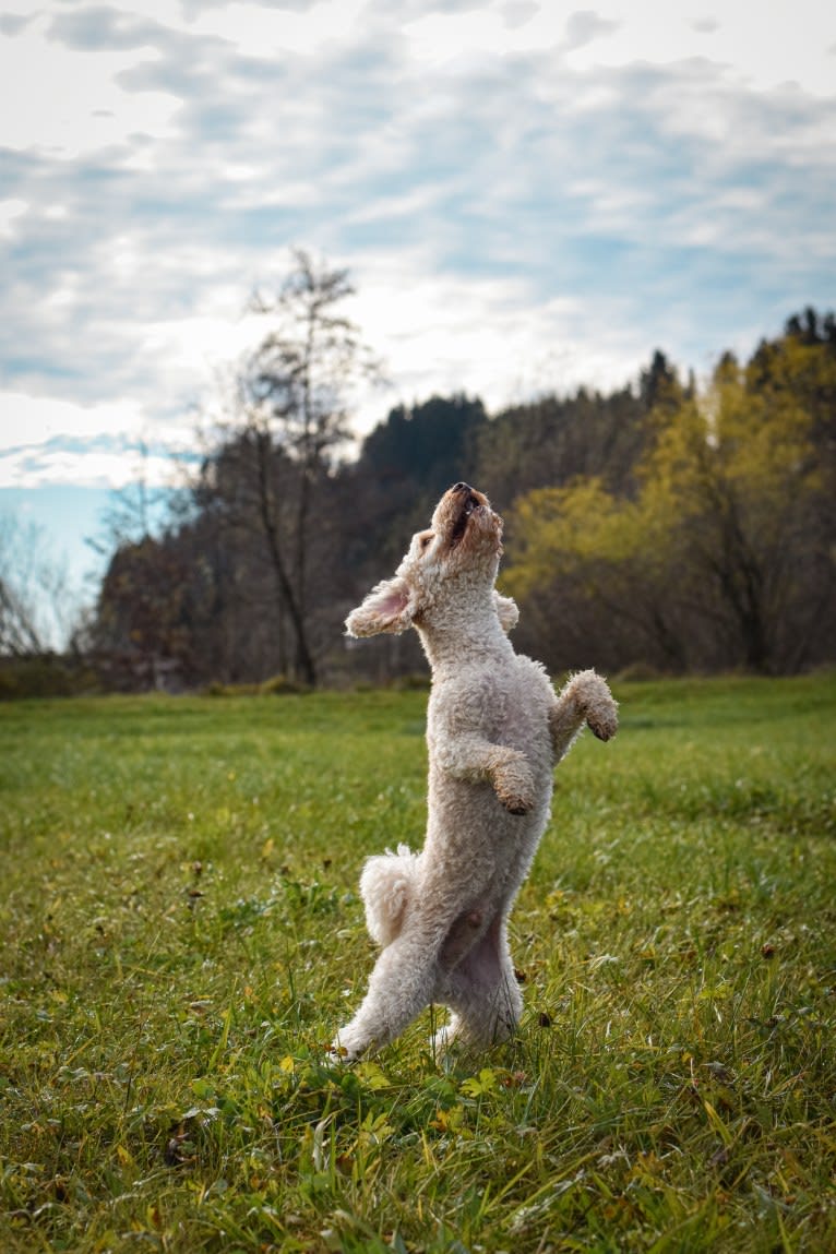 Bobby, a Poodle (Small) tested with EmbarkVet.com