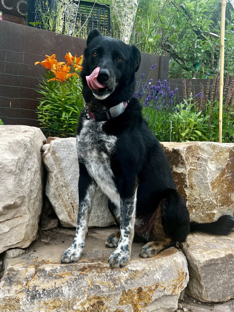 Zeeki, a Border Collie and Chinese Shar-Pei mix tested with EmbarkVet.com
