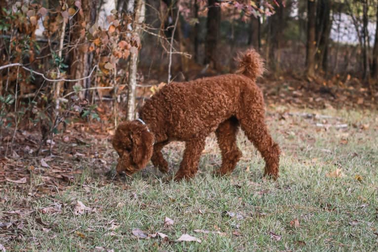 Rowdy, a Poodle (Standard) tested with EmbarkVet.com