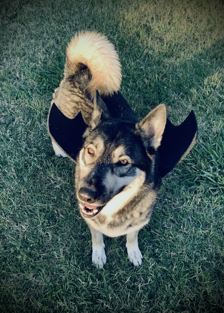 Gizmo, a Siberian Husky and German Shepherd Dog mix tested with EmbarkVet.com