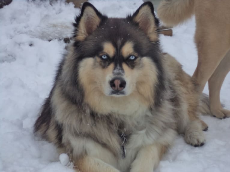 Wolf, a Siberian Husky and Alaskan Malamute mix tested with EmbarkVet.com