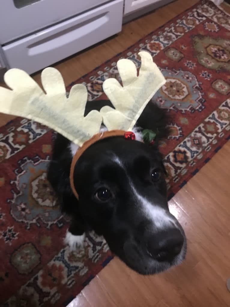 Izzy, a Saint Bernard and Labrador Retriever mix tested with EmbarkVet.com