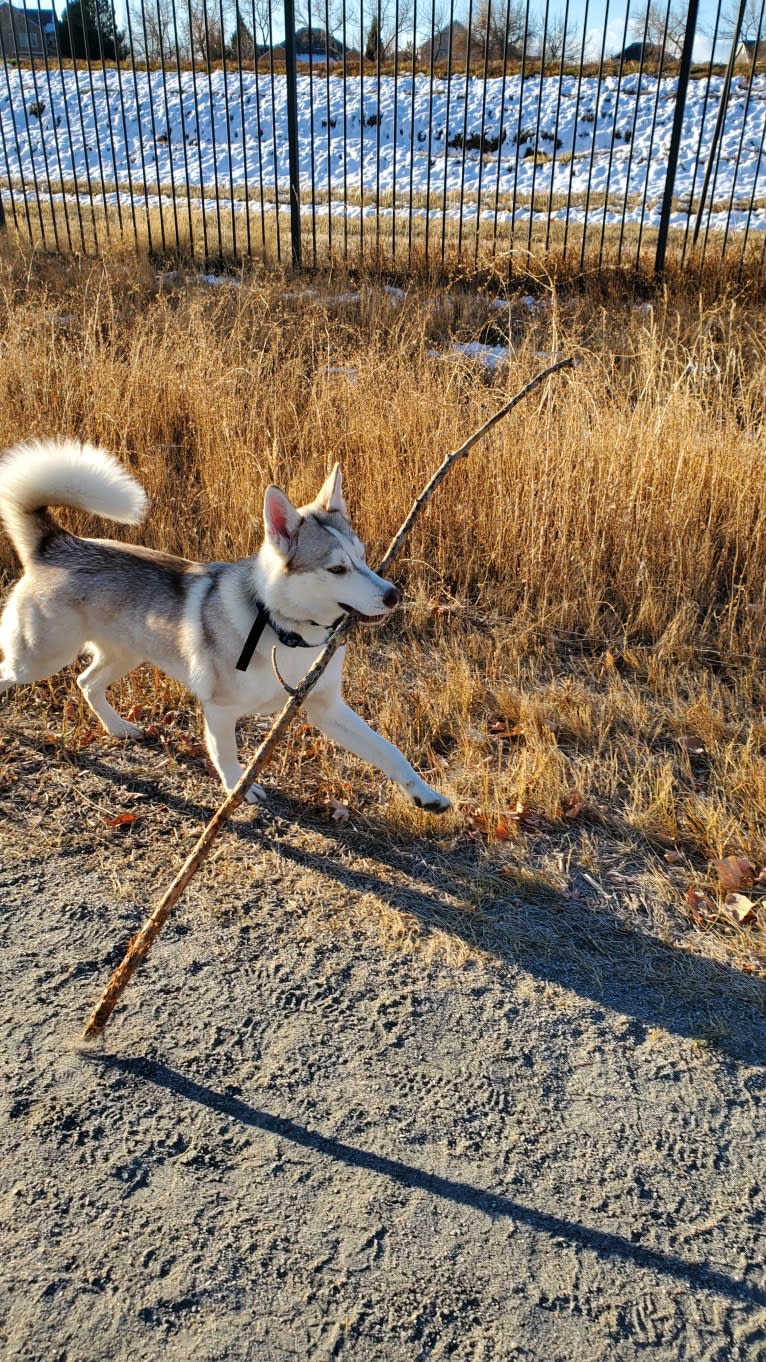 Kody Chasky, a Siberian Husky and American Pit Bull Terrier mix tested with EmbarkVet.com