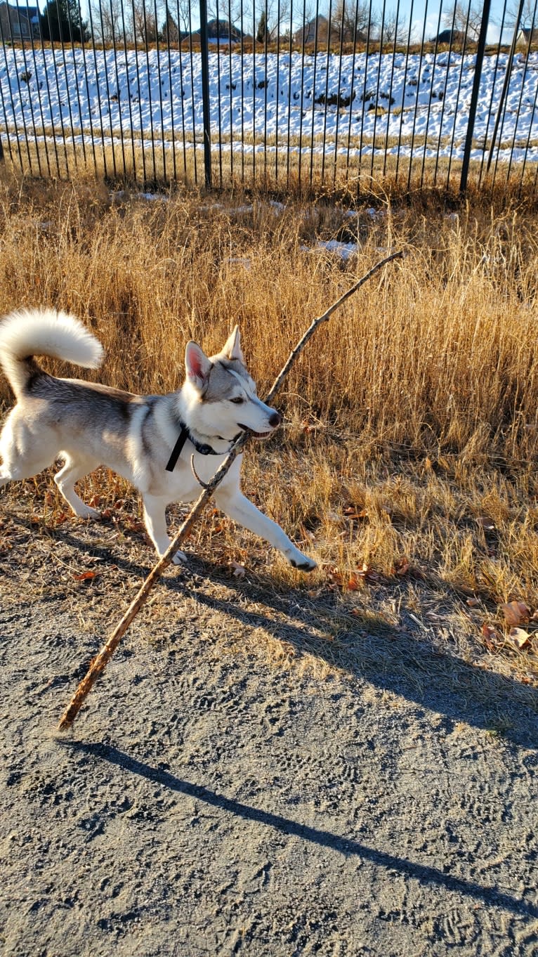 Kody Chasky, a Siberian Husky and American Pit Bull Terrier mix tested with EmbarkVet.com