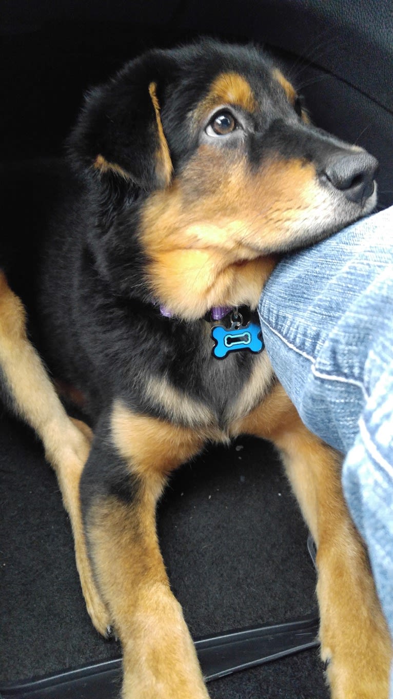 Sparkie, an East Asian Village Dog tested with EmbarkVet.com
