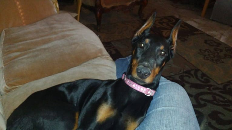 Aries, a Doberman Pinscher tested with EmbarkVet.com