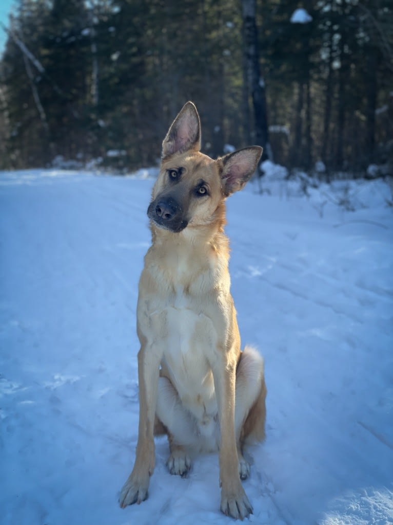 Enzo, a Siberian Husky and German Shepherd Dog mix tested with EmbarkVet.com