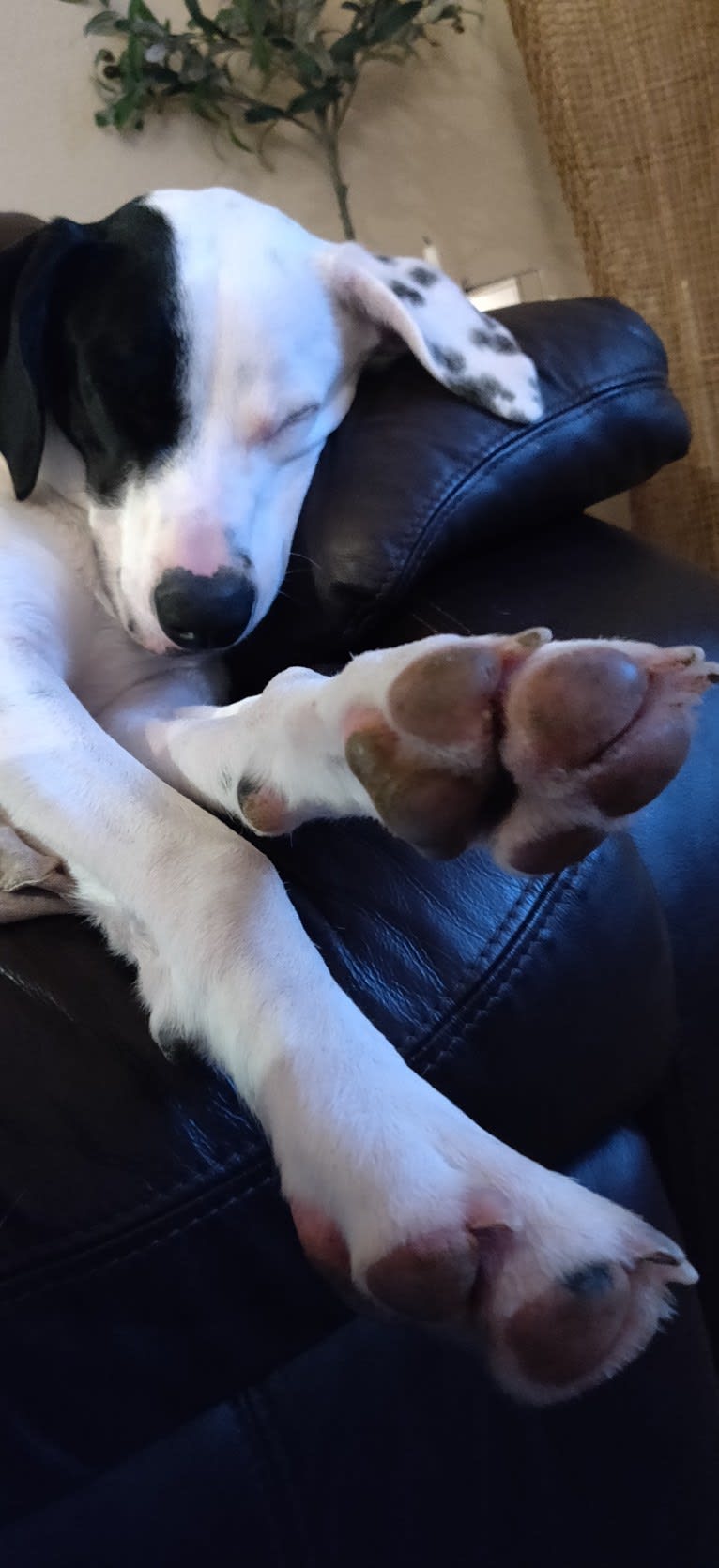 Chance, a German Shorthaired Pointer and Border Collie mix tested with EmbarkVet.com