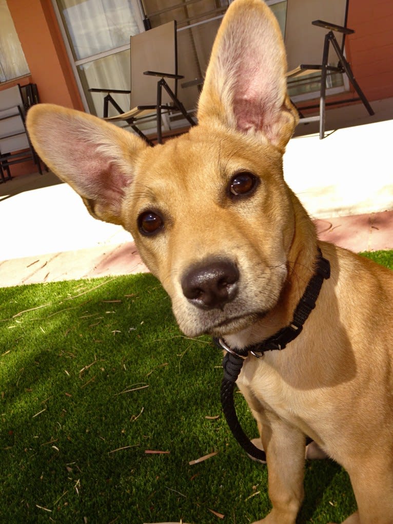 Bean, a Chow Chow and Chihuahua mix tested with EmbarkVet.com