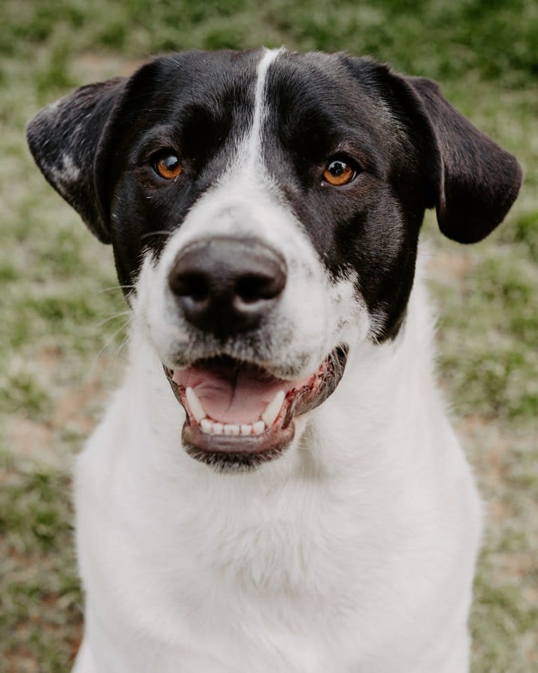 Theodore Ellington, an American Pit Bull Terrier and Siberian Husky mix tested with EmbarkVet.com