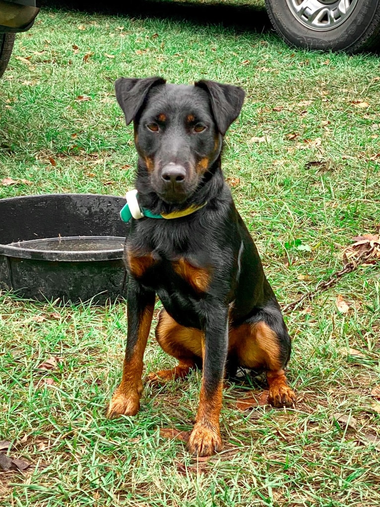 Jude, a Jagdterrier tested with EmbarkVet.com