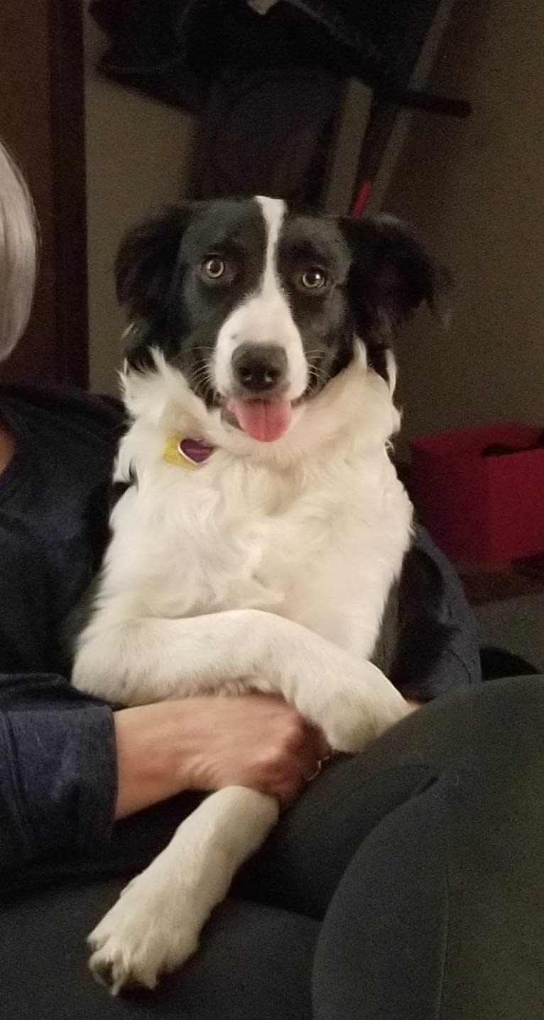 Willow, an Australian Shepherd and Border Collie mix tested with EmbarkVet.com