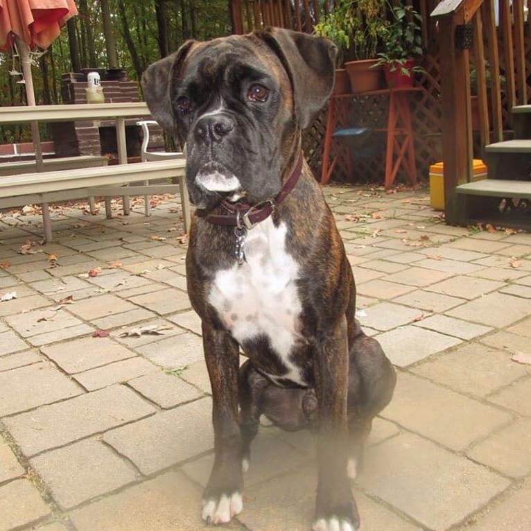 Murray, a Boxer tested with EmbarkVet.com