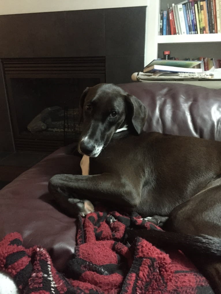 Photo of Sophie, a Doberman Pinscher and American Pit Bull Terrier mix in Texas, USA