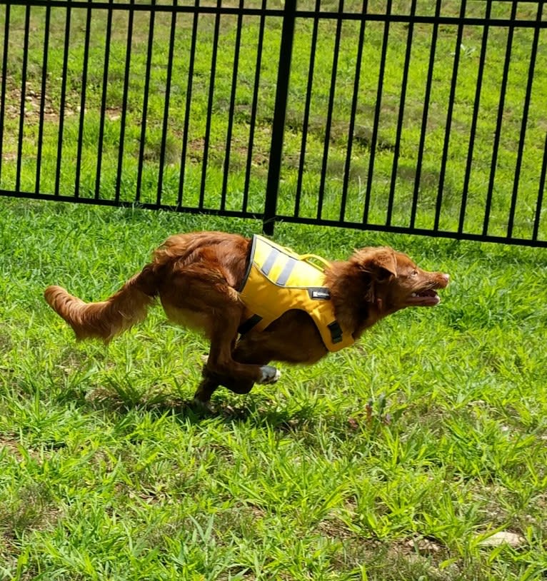 Ajax, a Nova Scotia Duck Tolling Retriever tested with EmbarkVet.com