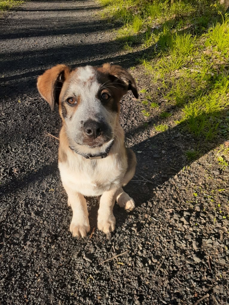 Nash, an Australian Shepherd and Labrador Retriever mix tested with EmbarkVet.com