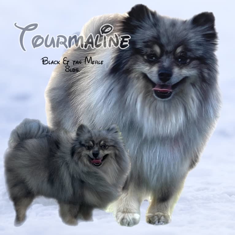 Tourmaline, a Pomeranian tested with EmbarkVet.com