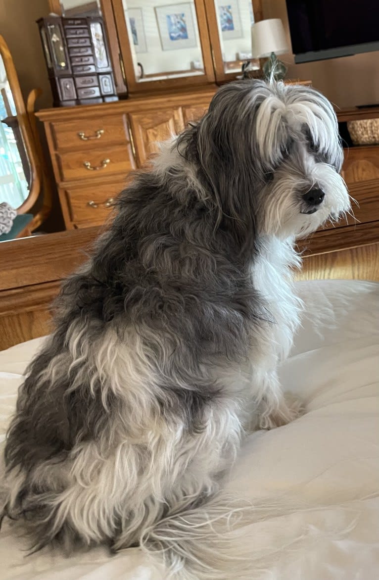 Winham’s “DollyBelle” of Rocky Mountain Cotons, a Coton de Tulear tested with EmbarkVet.com