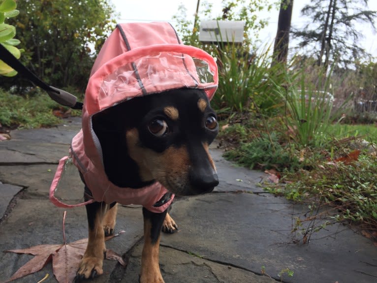 Bailey, a Chihuahua and Yorkshire Terrier mix tested with EmbarkVet.com