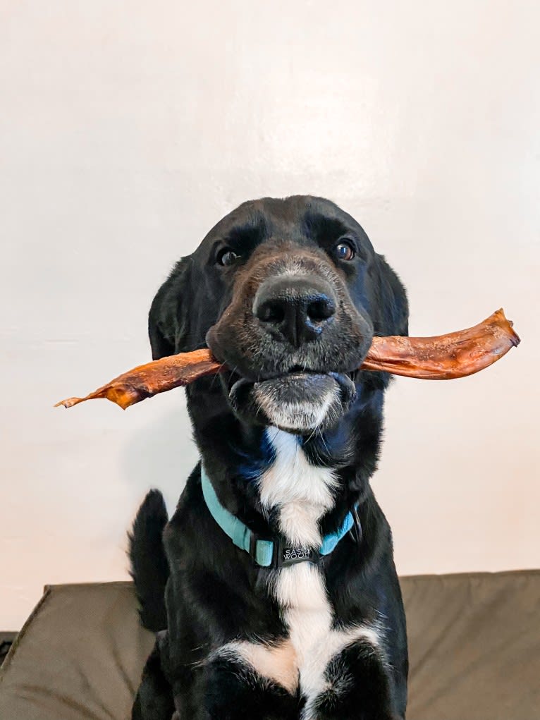 Kodak, an Australian Cattle Dog and Chow Chow mix tested with EmbarkVet.com