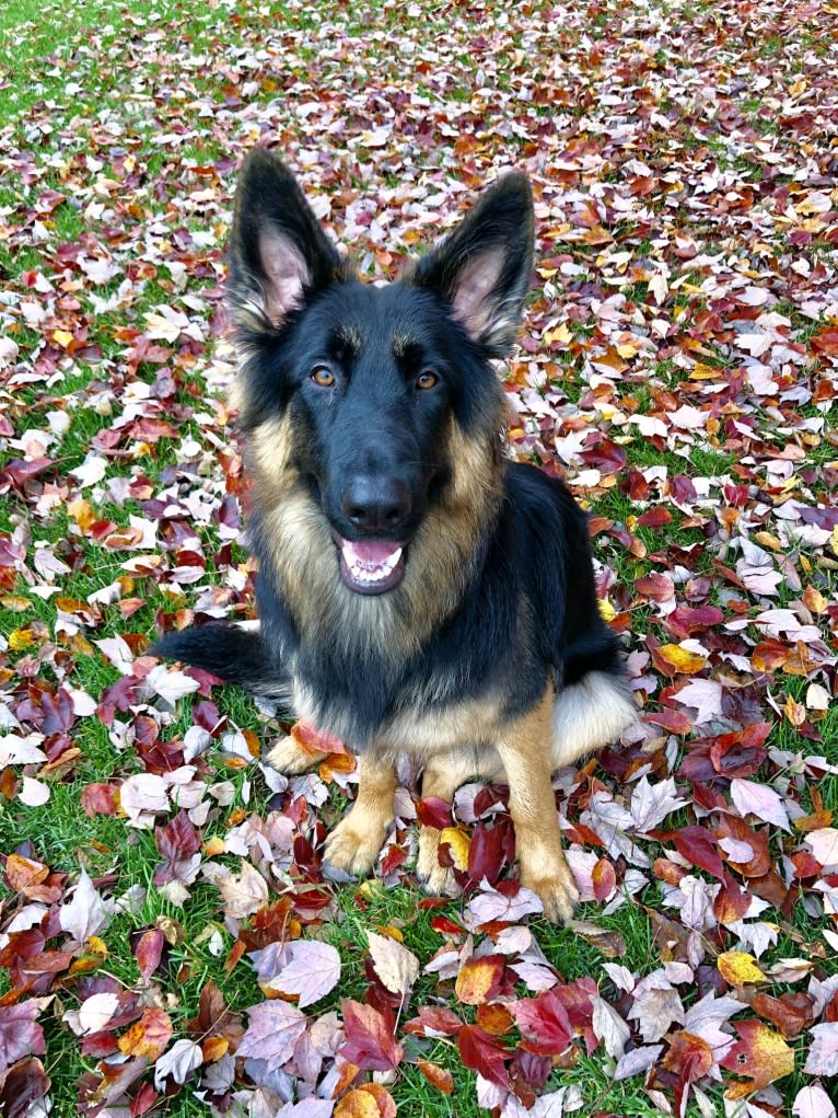 Kaila, a German Shepherd Dog tested with EmbarkVet.com