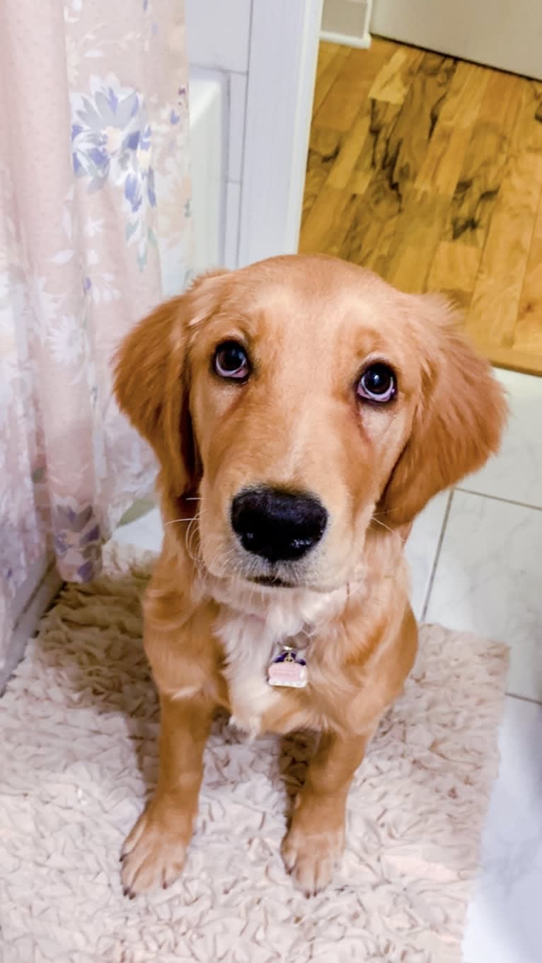 Emmie, a Golden Retriever tested with EmbarkVet.com