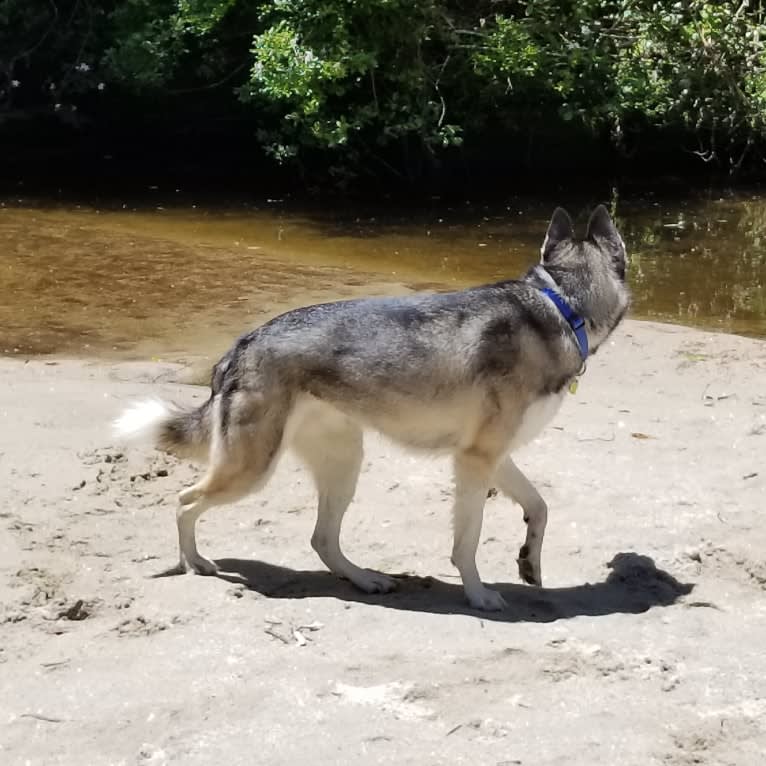 Teko, a Siberian Husky tested with EmbarkVet.com