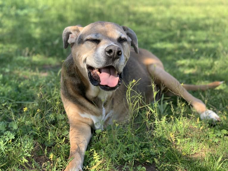 Jackson, an Australian Shepherd and American Pit Bull Terrier mix tested with EmbarkVet.com