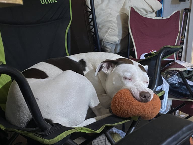 Gambit, an American Pit Bull Terrier and American Staffordshire Terrier mix tested with EmbarkVet.com