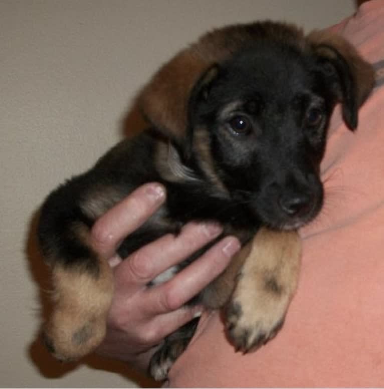 Brutus, a Norwegian Elkhound and Australian Cattle Dog mix tested with EmbarkVet.com