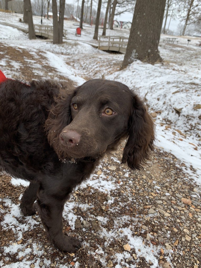 Pippit, an American Water Spaniel tested with EmbarkVet.com