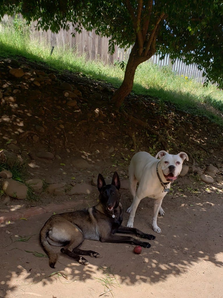 otto, a Boxer and German Shepherd Dog mix tested with EmbarkVet.com